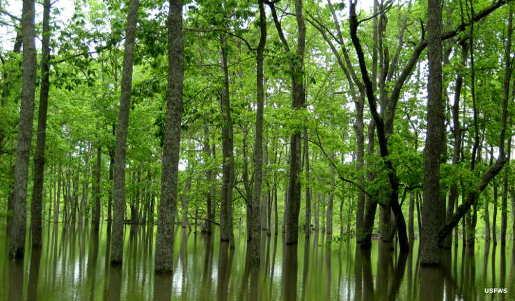 Cache River National Wildlife Refuge | Arkansas National Wildlife Refuges