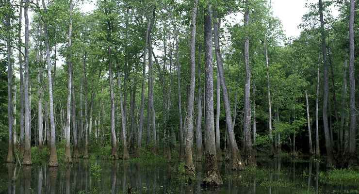 Escape to East Swamp Wildlife Refuge: A Nature Lover's Paradise