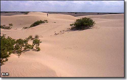 coppice dunes