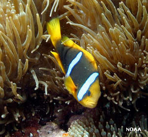 A clownfish among the anemones at the National Marine Sanctuary of American Samoa