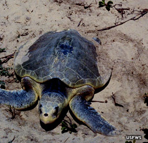 canaveral national seashore sea turtle nesting