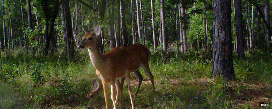 Tuskegee National Forest