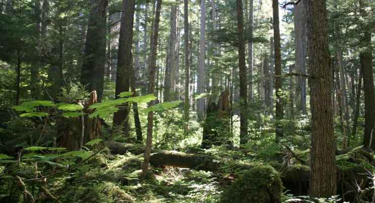 Tongass National Forest | National Forests