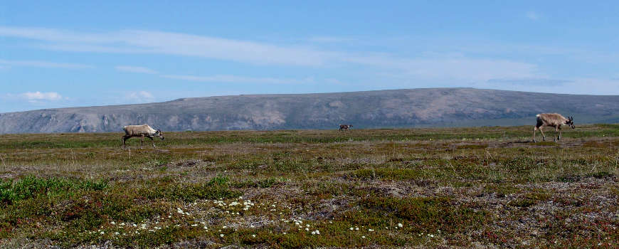 Cape Krusenstern National Monument | National Parks