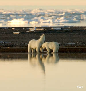 Arctic National Wildlife Refuge | National Wildlife Refuges