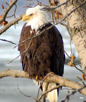 Haines Highway - Valley of the Eagles | Scenic Byways