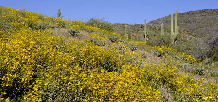 Cabeza Prieta National Wildlife Refuge | Arizona National Wildlife Refuges