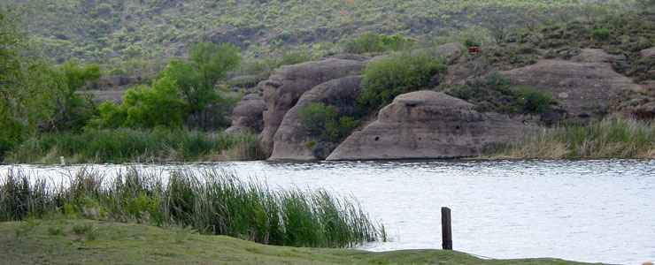 are dogs allowed at patagonia lake state park