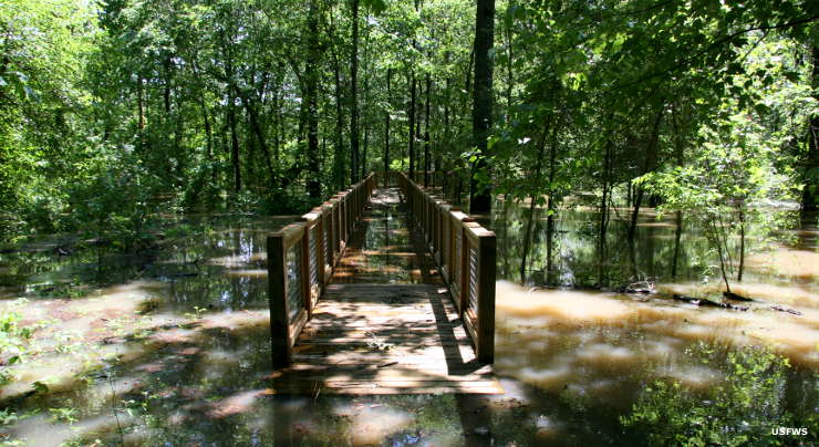 Dale Bumpers White River National Wildlife Refuge Arkansas National