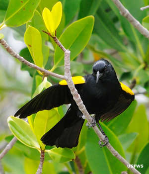 Caribbean Islands National Wildlife Refuge Complex