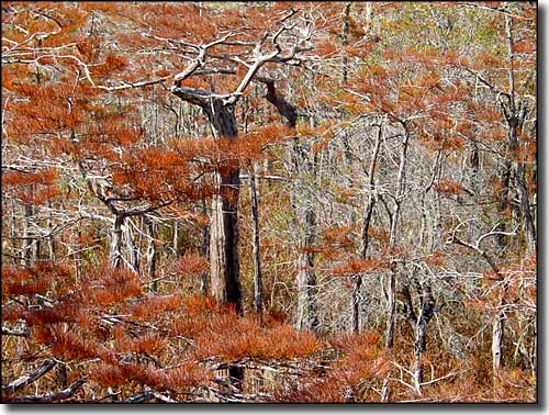 Tate's Hell State Forest | Florida State Forests