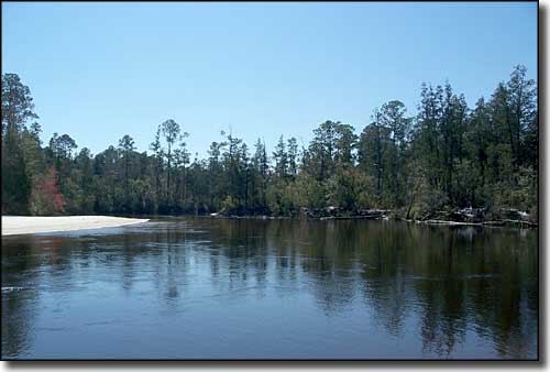 Blackwater River State Forest 6704