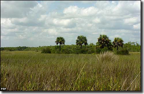 Fakahatchee Strand Preserve State Park