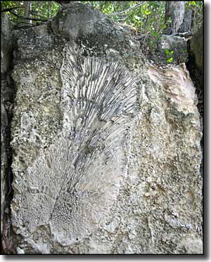 Windley Key Fossil Reef Geological State Park