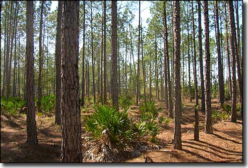 Devils Hammock Wildlife Management Area