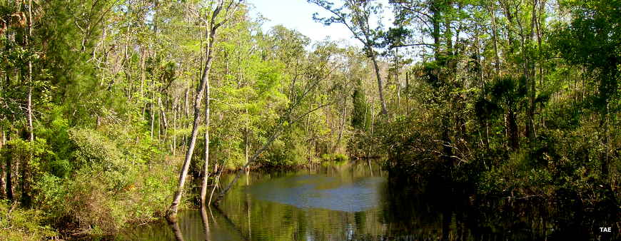 Florida Wildlife Management Areas