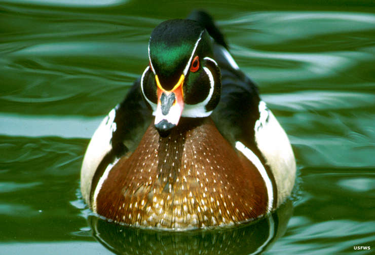 Piedmont National Wildlife Refuge | National Wildlife Refuges