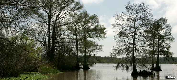 Lacassine National Wildlife Refuge