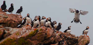 Maine Coastal Islands National Wildlife Refuge | National Wildlife Refuges