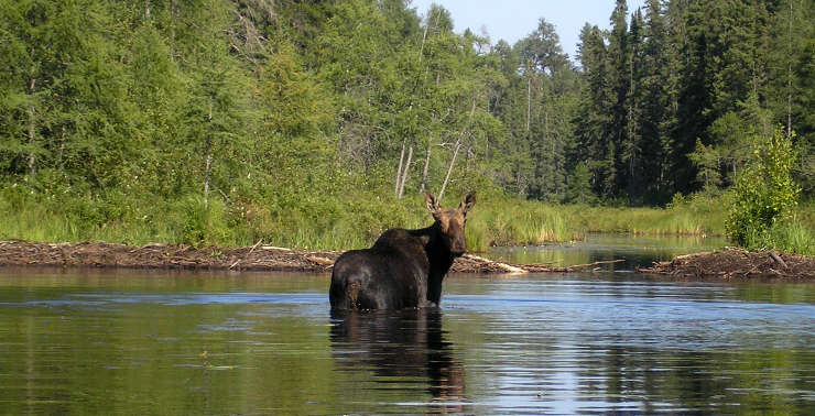 Boundary Waters Canoe Area Wilderness | National 