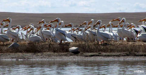 Bowdoin National Wildlife Refuge