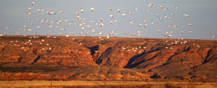 Bitter Lake National Wildlife Refuge | The Sights and Sites of America