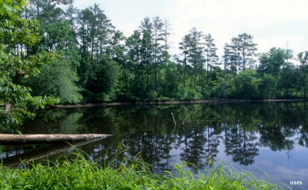 National Forests In North Carolina