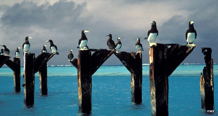 midway atoll national wildlife refuge