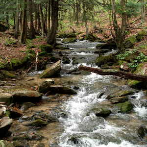 Allegheny National Forest