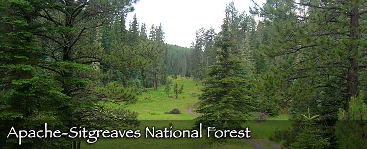 National Forests in Arizona | National Forests