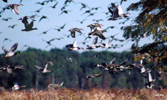 National Wildlife Refuges in Tennessee | National Wildlife Refuges