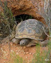 Red Cliffs National Conservation Area