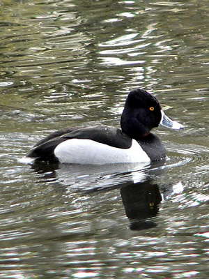 National Wildlife Refuges In Washington